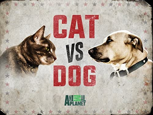Show Cat vs. Dog