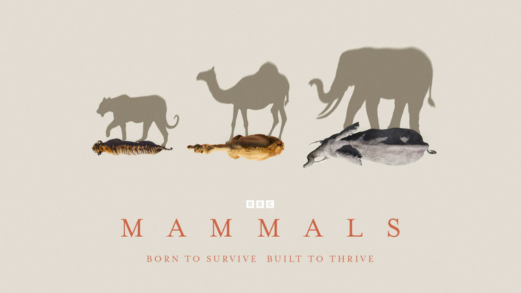 Сериал Млекопитающие