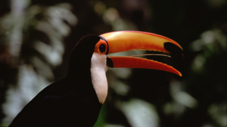 Show The Life of Birds