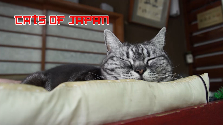 Сериал Кошки Японии