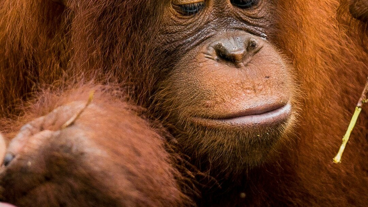 Сериал Becoming Orangutan