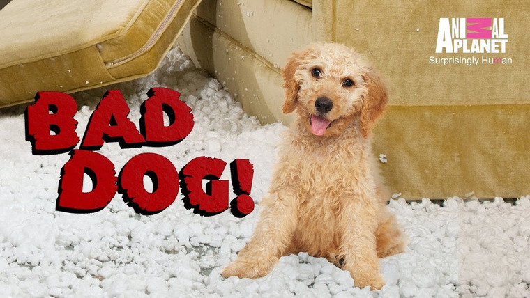 Сериал Плохой пёс