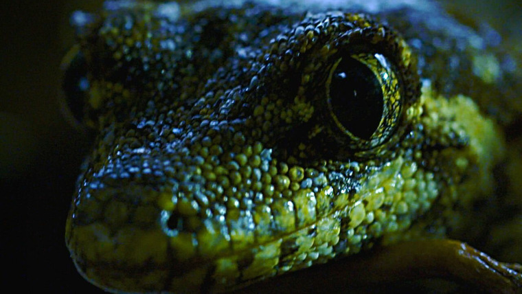 Show Into the Wild New Zealand