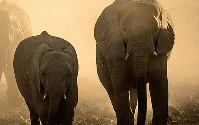 Show Waterhole: Africa's Animal Oasis