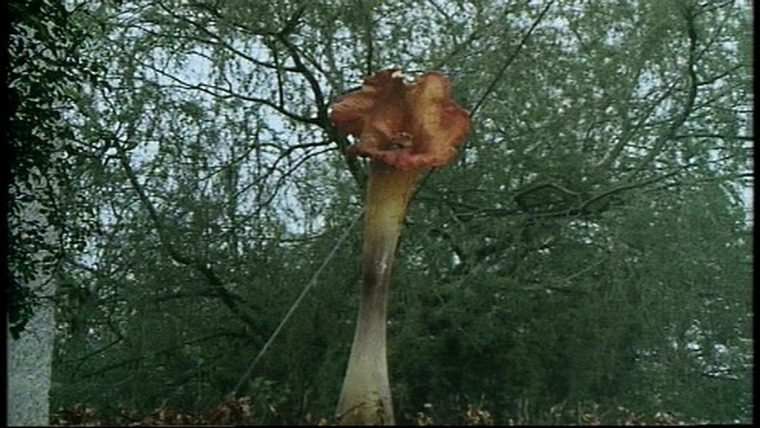 The Day of the Triffids