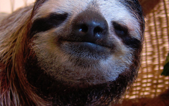 Show Meet the Sloths