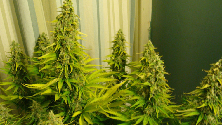 Сериал Cannabis: What's the Harm?