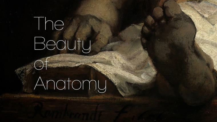Сериал The Beauty of Anatomy