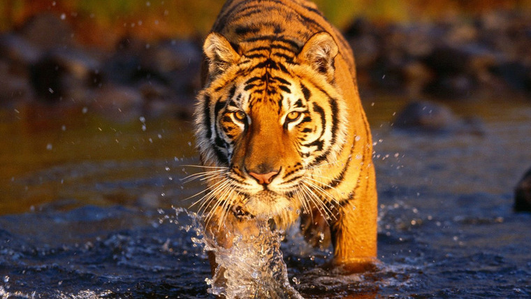 Сериал BBC: В поисках последнего тигра	