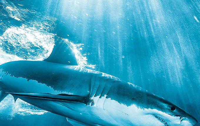 Сериал BBC: Вся правда об акулах