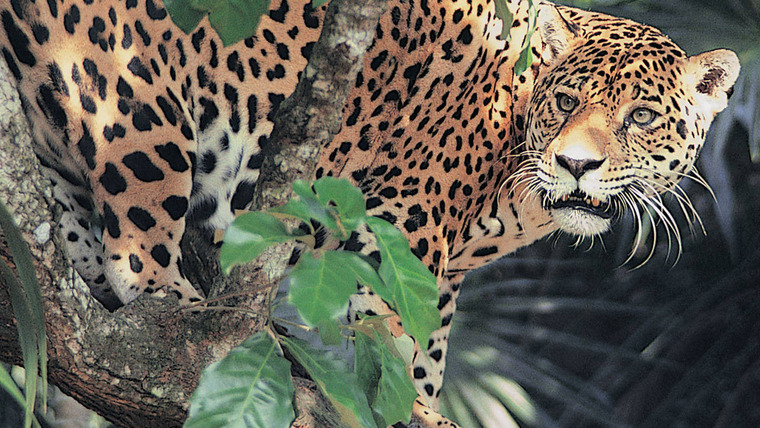 Show Jaguar Adventure with Nigel Marven