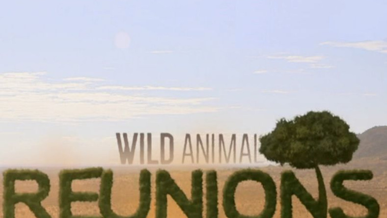 Show Wild Animal Reunions