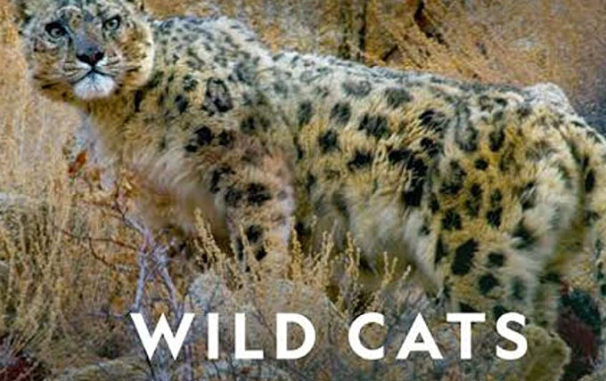 Show Wild Cats of India