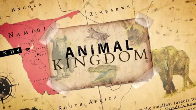 Сериал Animal Kingdom
