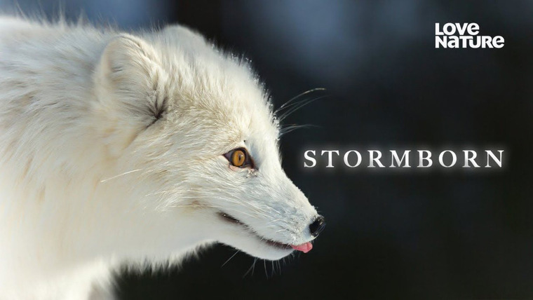 Show Stormborn