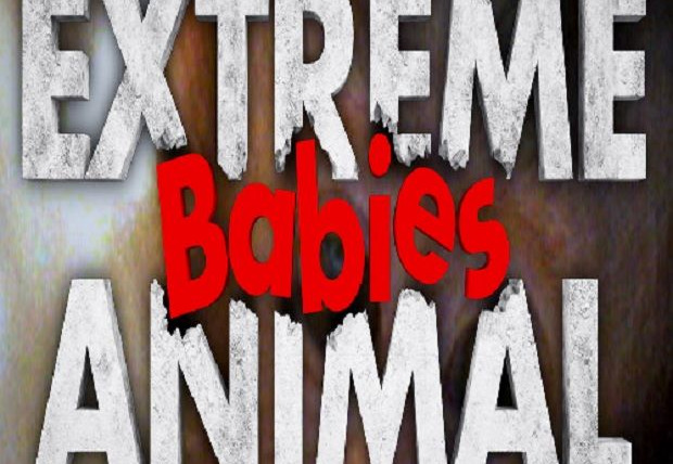 Show Extreme Animal Babies