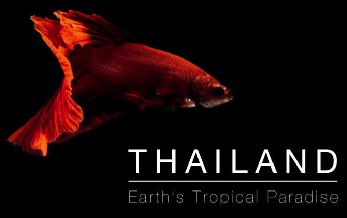 Show Thailand: Earth's Tropical Paradise