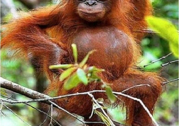 Сериал Orangutan Jungle School