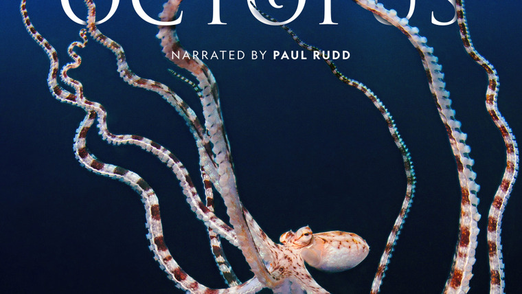 Сериал Secrets of the Octopus