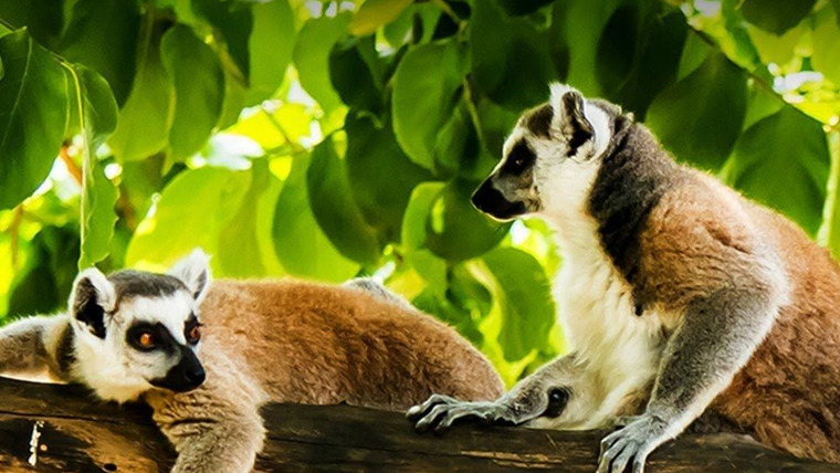 Сериал Gangs of Lemur Island