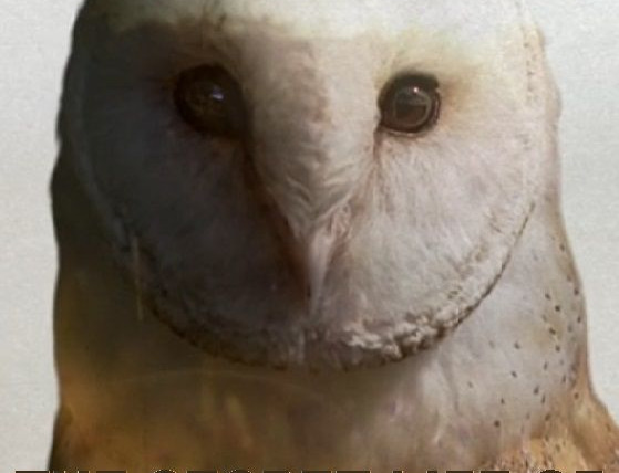 Сериал The Secret Life of Owls