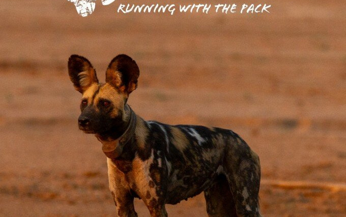 Show Wild Dogs: Running with the Pack