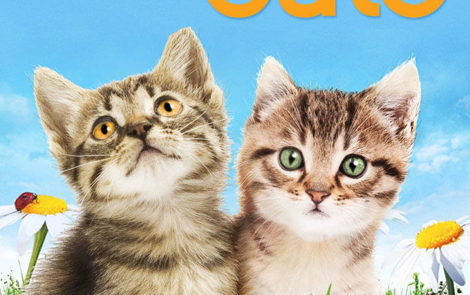 Сериал Симпатичные котята и щенки