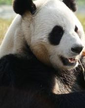Show Giant Pandas Go Wild