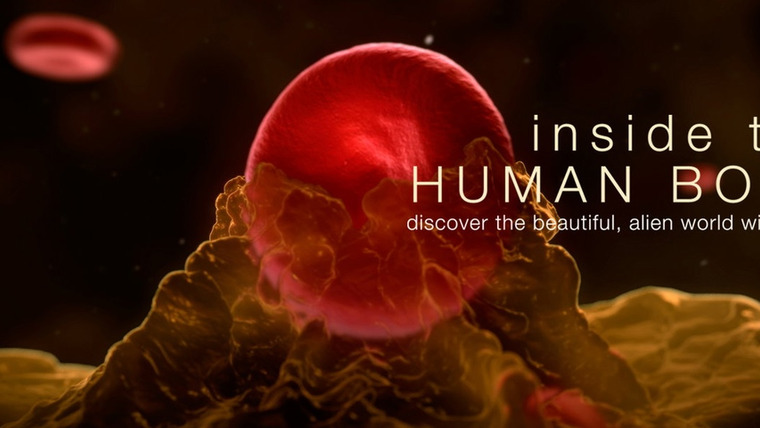 Сериал Внутри человеческого тела	