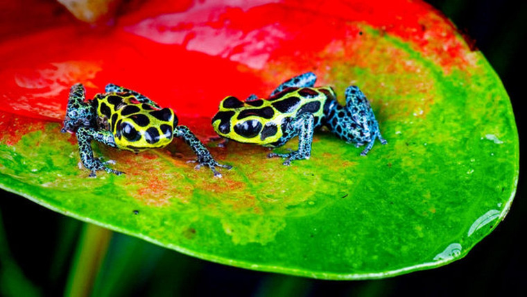 Show Nature's Microworlds