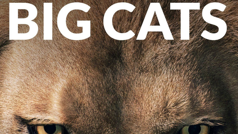 Show The Secret Lives of Big Cats
