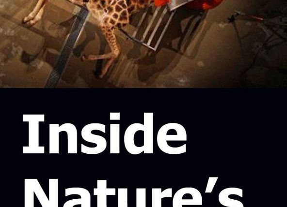 Сериал Inside Nature's Giants (US)