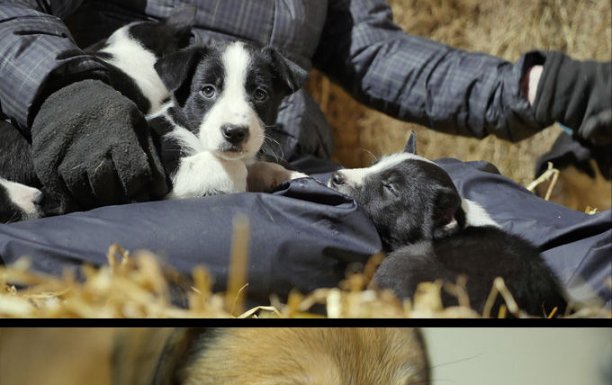 Сериал Puppy Secrets: The First Six Months