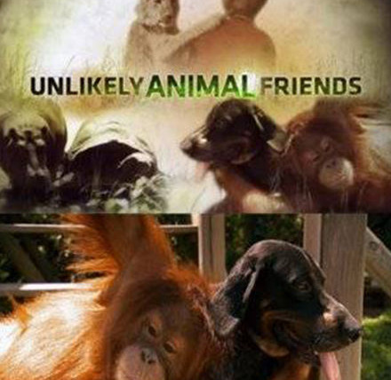 Сериал Unlikely Animal Friends
