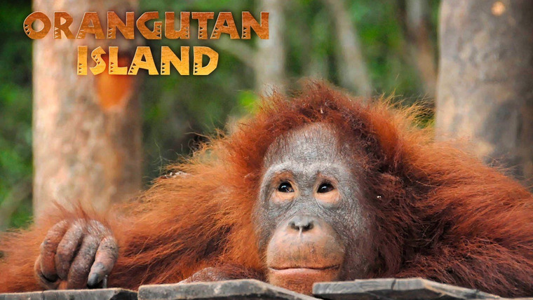 Show Orangutan Island