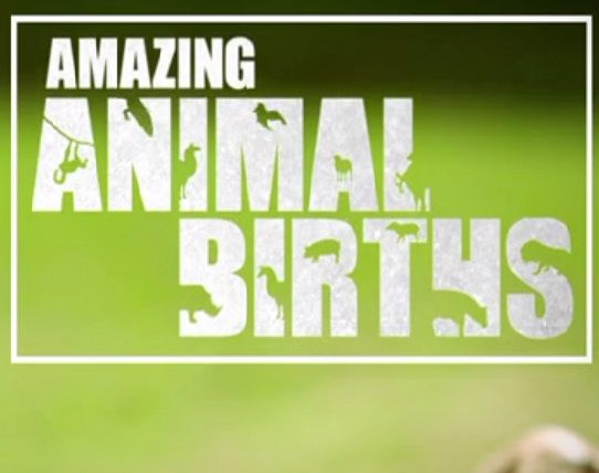 Сериал Amazing Animal Births