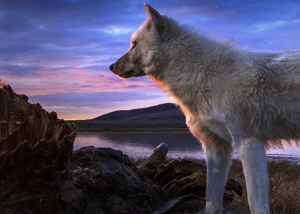 Сериал Kingdom of the White Wolf