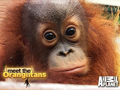 Show Meet the Orangutans