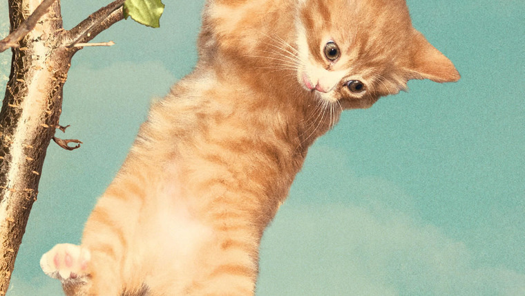 Сериал Treetop Cat Rescue