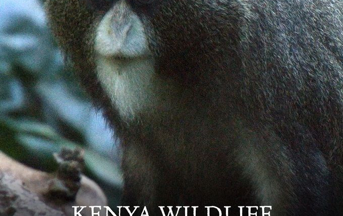 Show Kenya Wildlife Diaries
