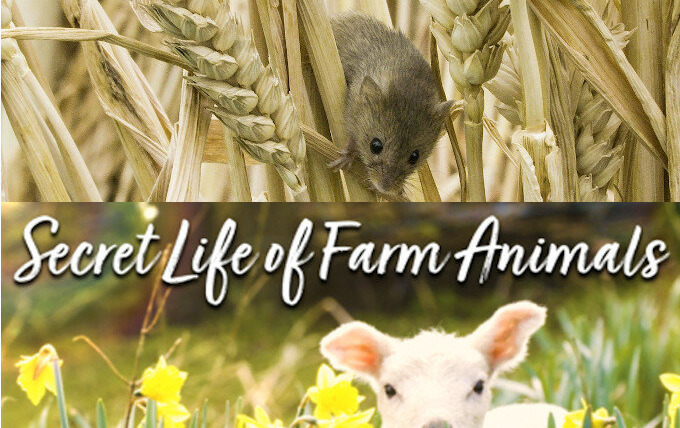 Сериал Secret Life of Farm Animals
