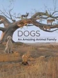 Сериал Удивительное семейство псовых