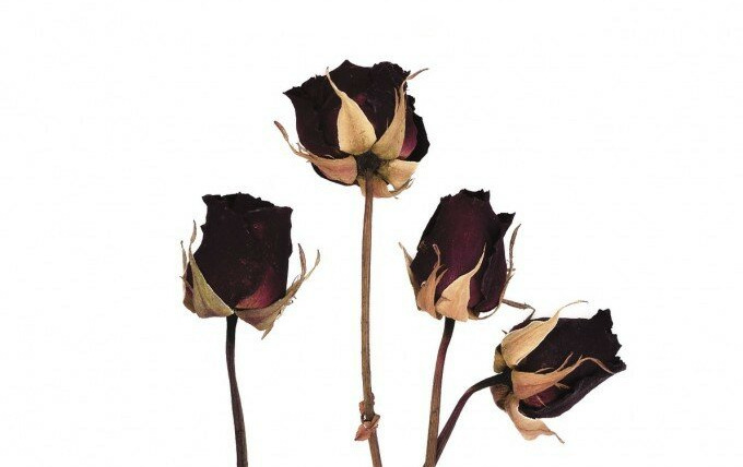 Show Poisonous Liaisons