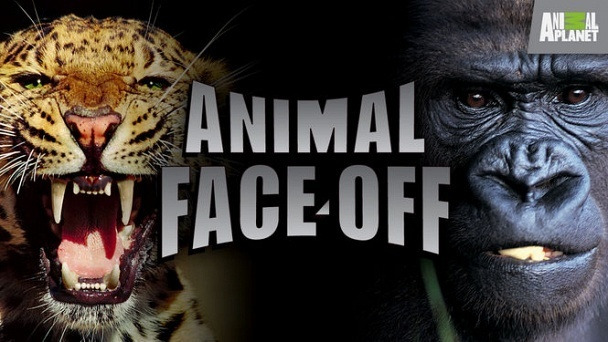 Show Animal Face-Off
