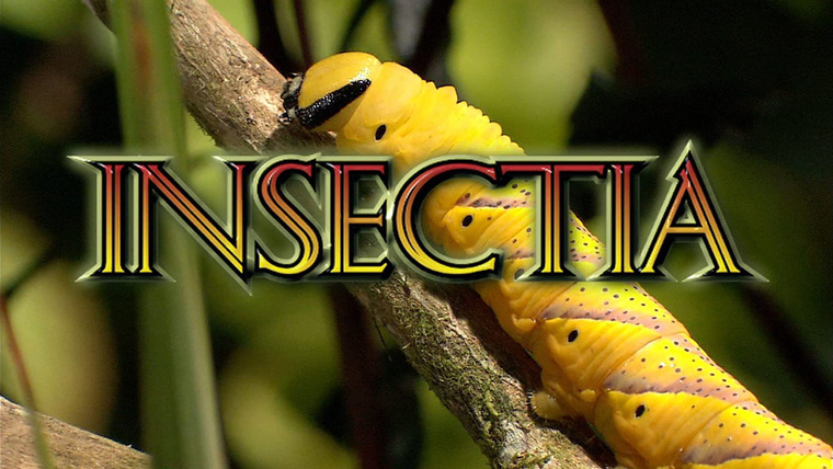 Сериал Страсти по насекомым	
