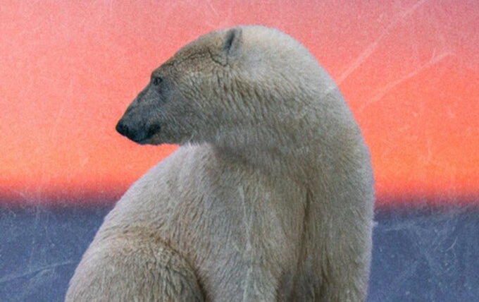 Show Kingdom of the Polar Bears
