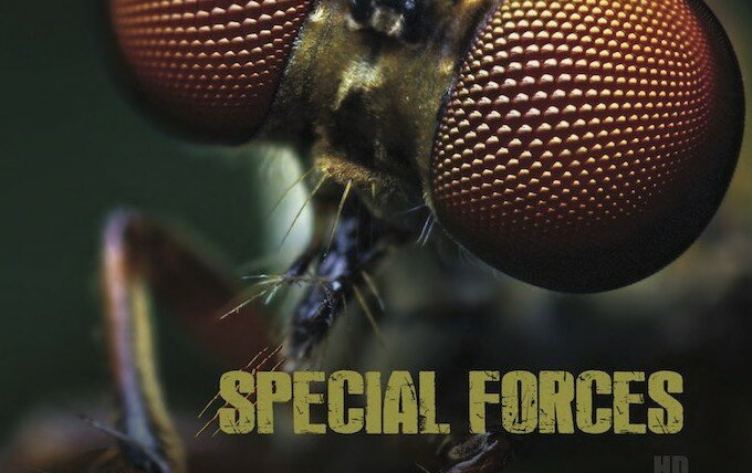 Show Animal Special Forces