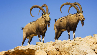 Сериал Wild Israel