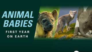 BBC: Малыши в дикой природе: Первый год на земле	 сезон 1