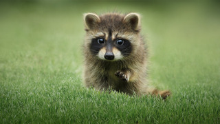 Сериал Тайная жизнь животных